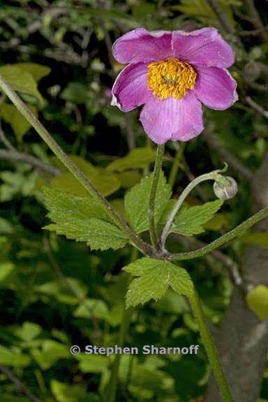 anemone tomentosa 6 graphic